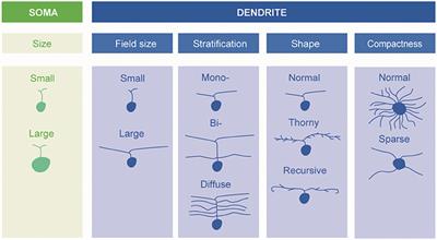 Retinal Ganglion Cells—Diversity of Cell Types and Clinical Relevance